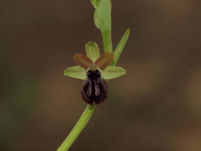 orchidee dal tarantino